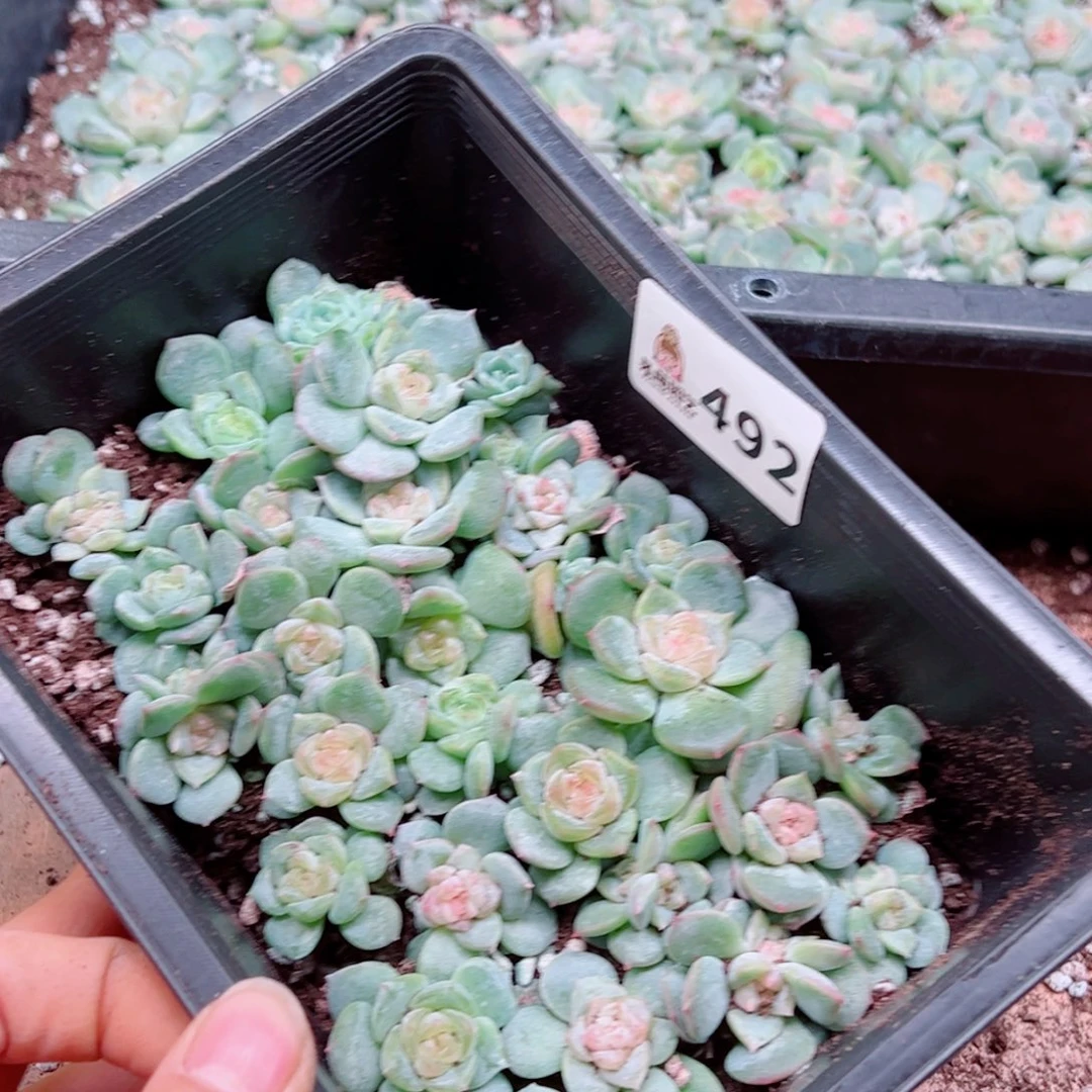 皮***侠多肉植物多肉植物