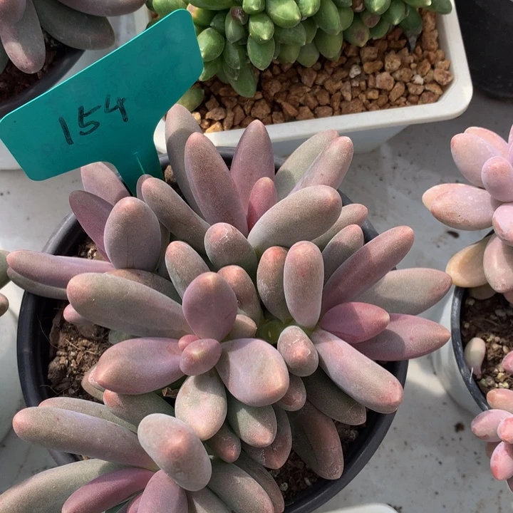 多体系和欧7273737372