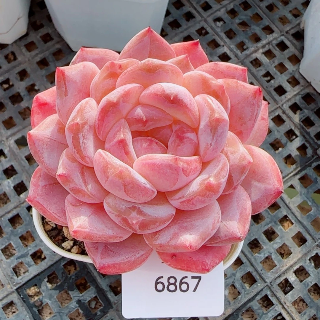 黛玉冰魄，6867多肉植物