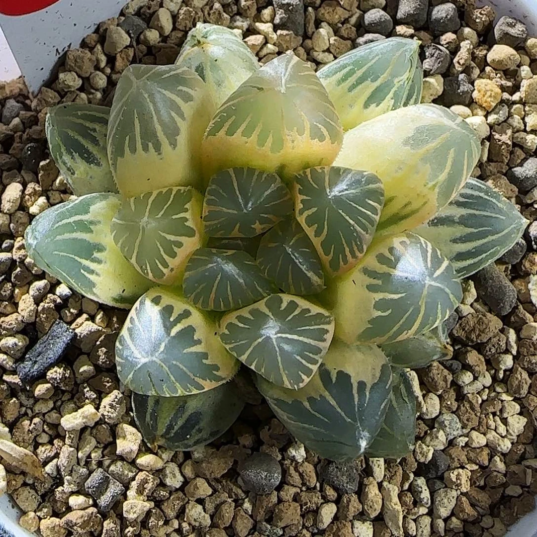 124号糊斑龙爪玉露锦 5.8 厘米左右一物一拍带盆发货