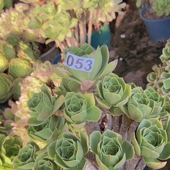 灰***狼多肉植物一个香附