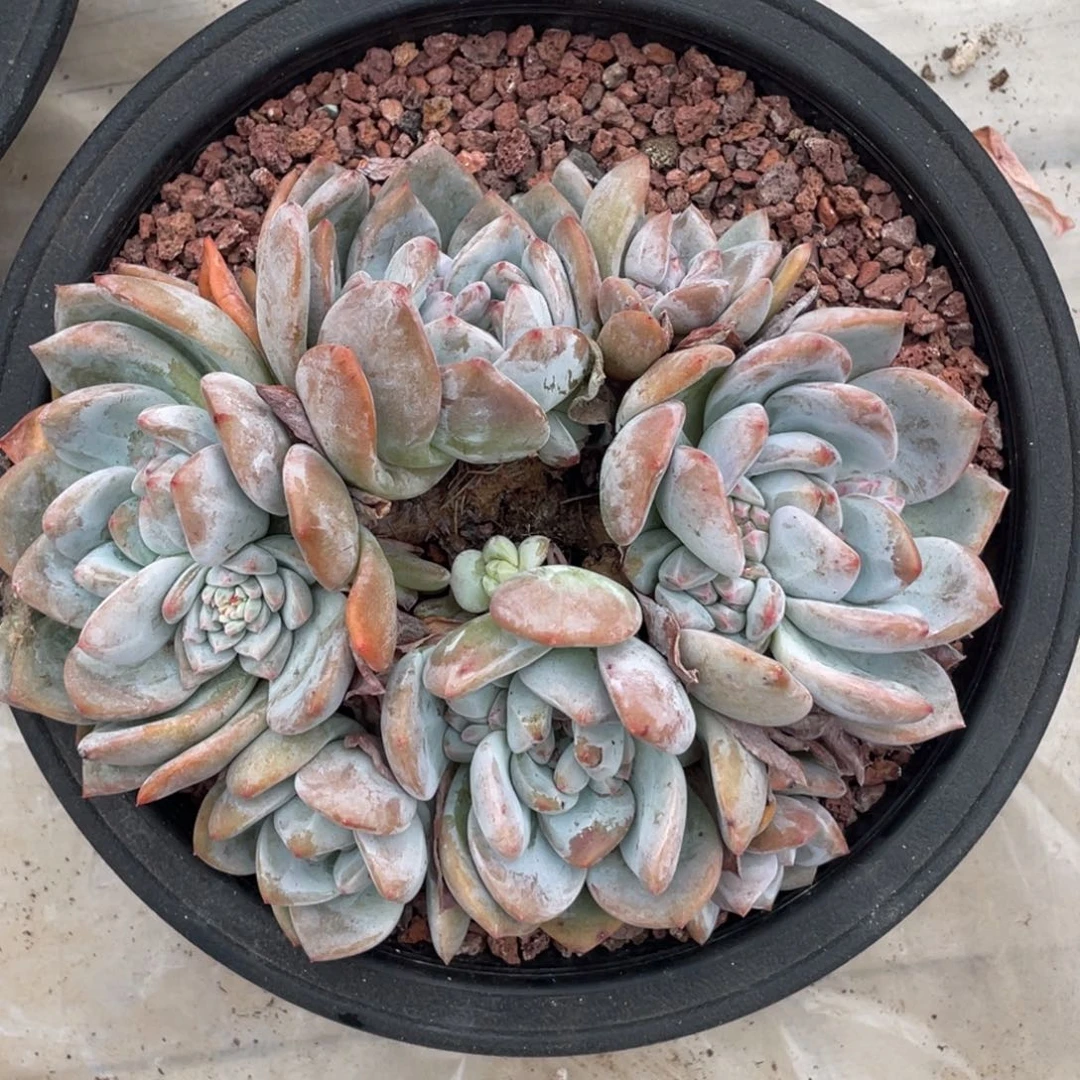 瑶***猫石榴子星影瑕疵一个