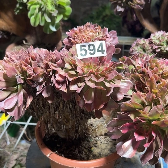 简***多肉植物子一个594