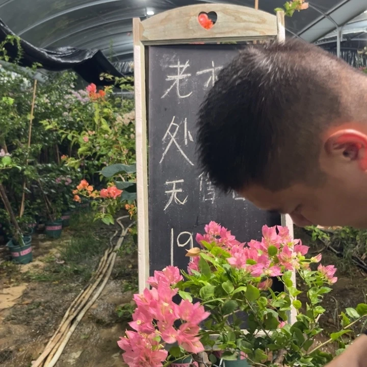 无花朵三角梅三角梅1031