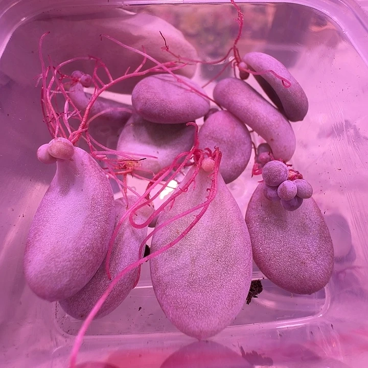 叶片1号，黄金鸡蛋大叶奶酪叶片福利一物一拍