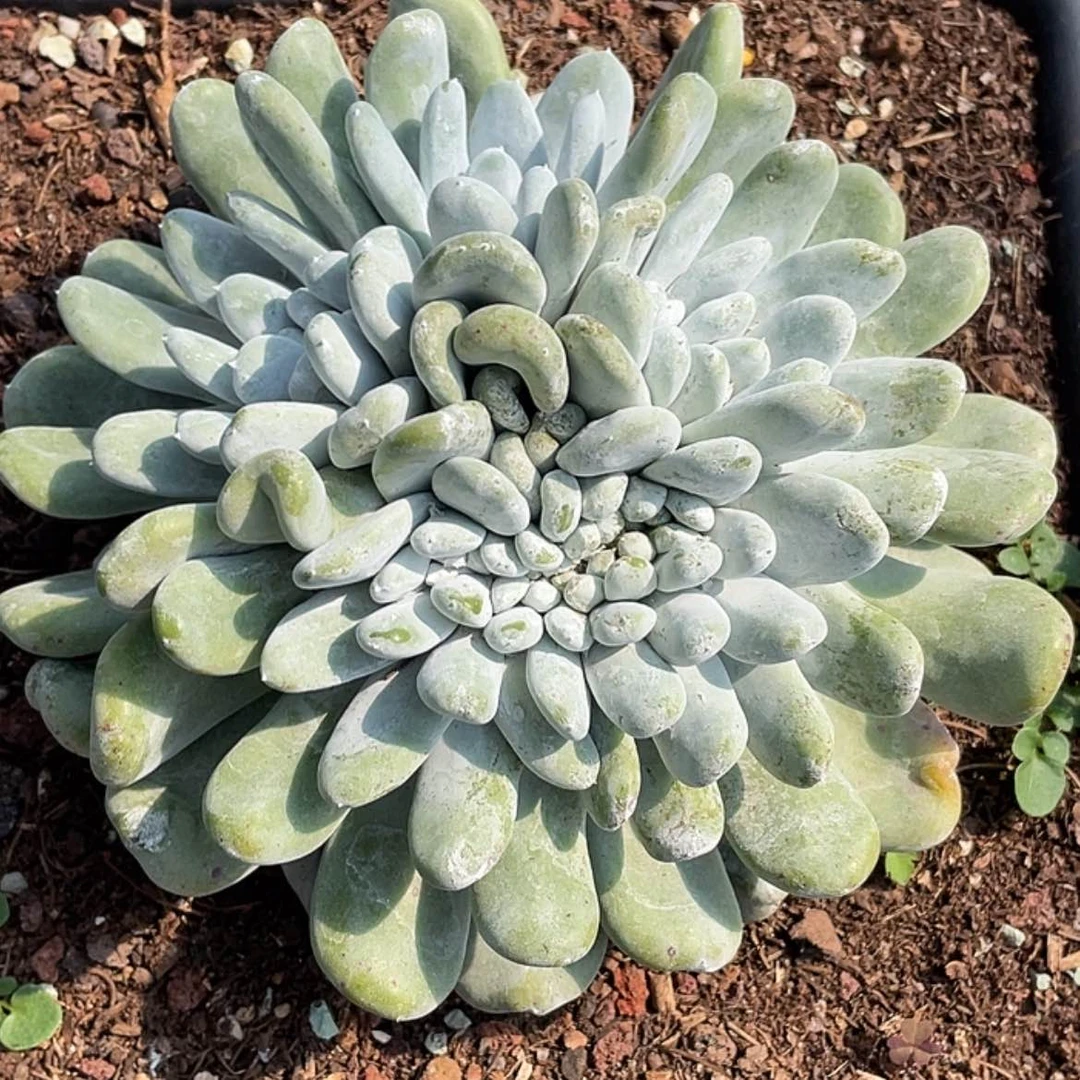 【闪购商品】皮***只拇指缀