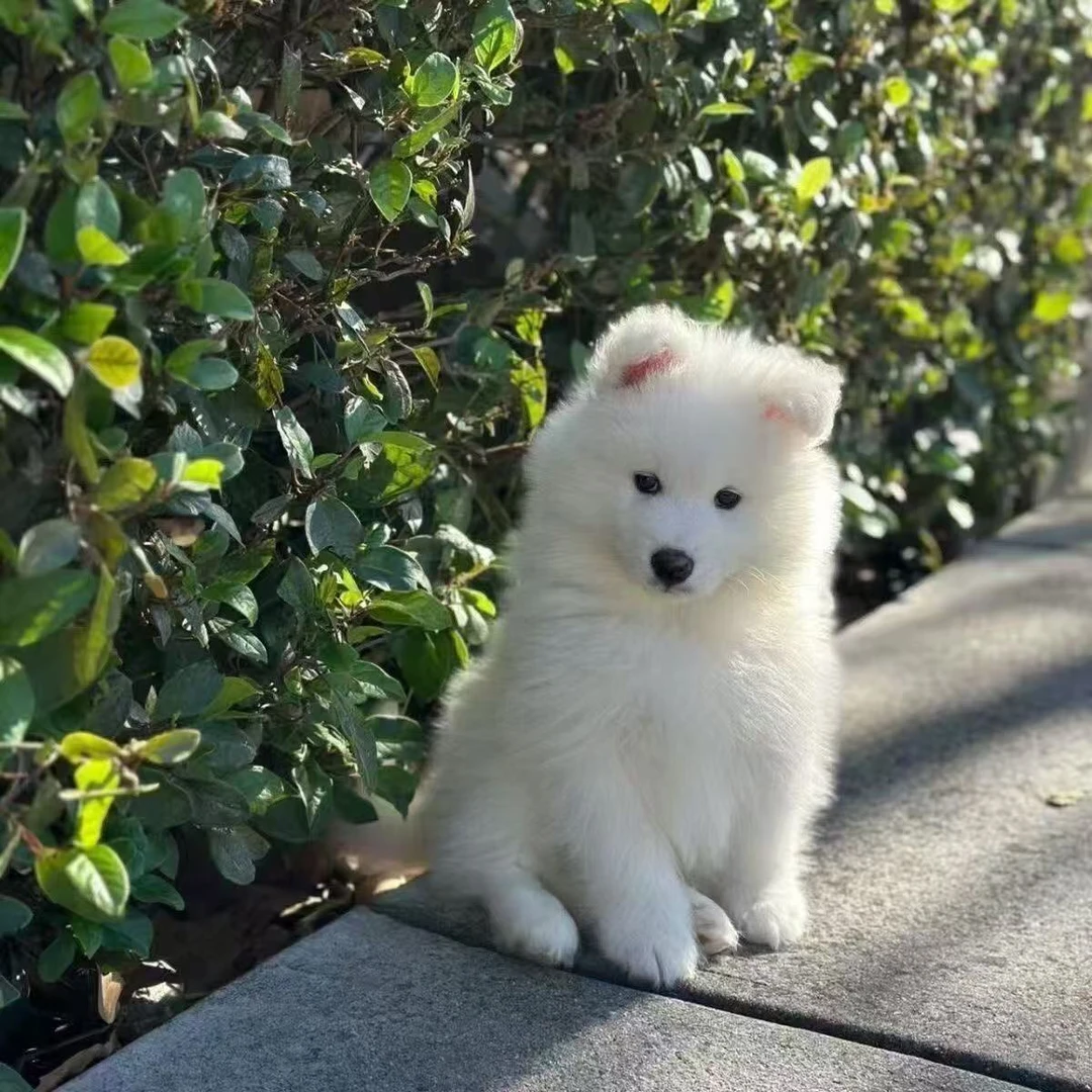 可爱白色双眼皮微笑天使小型宠物犬