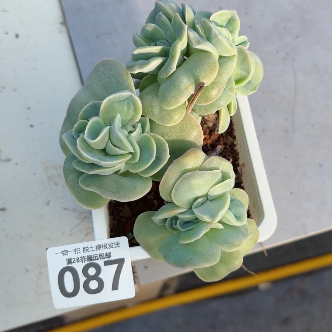 可爱玫瑰缀化无盆土发货