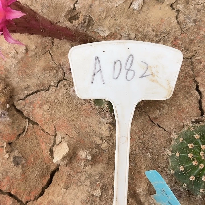 我****妞A082,烟花一颗瑕疵