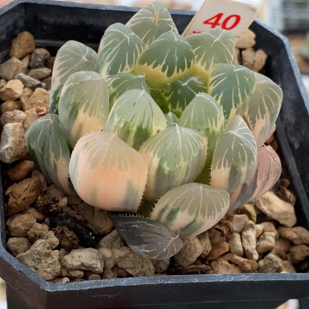 40号实生糊斑玉露锦