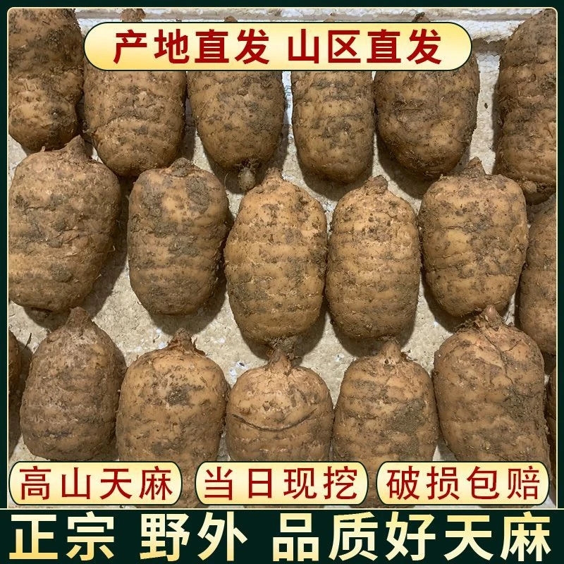 贵州天麻正宗新鲜现挖野生种植可煲汤泡酒特产董事长产地直销