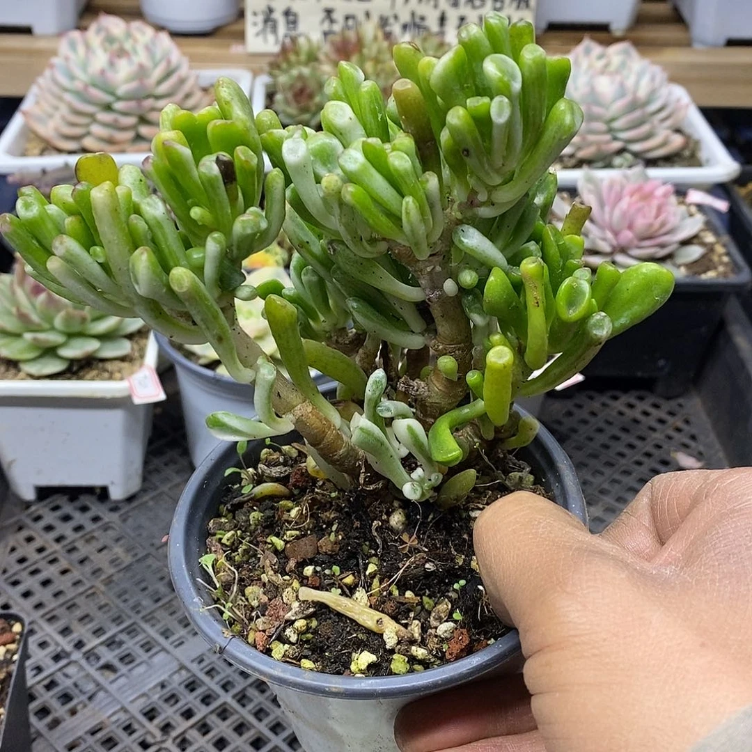 1873 老桩吸财树锦自然群