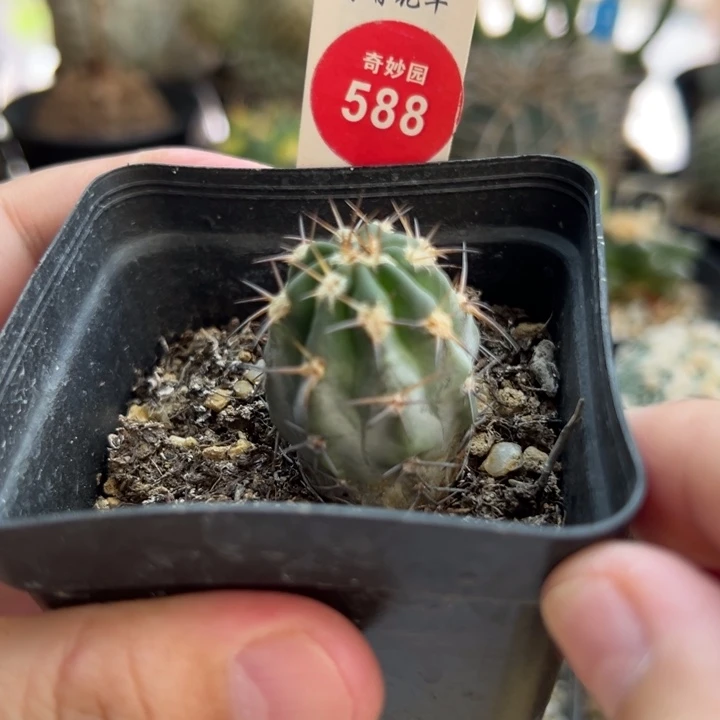 实生上蜡阿寒玉2.6cm