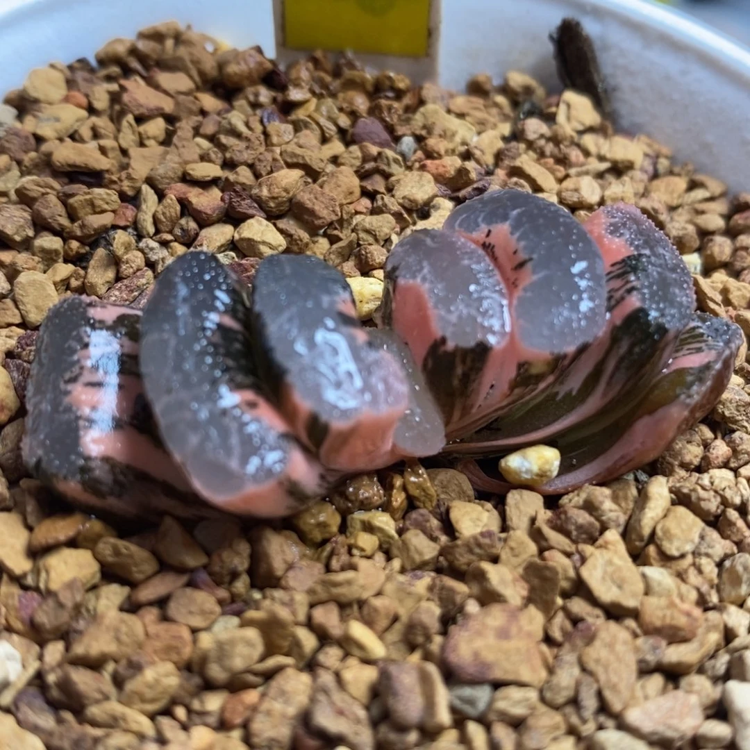 94浮藻玉扇锦一物一拍