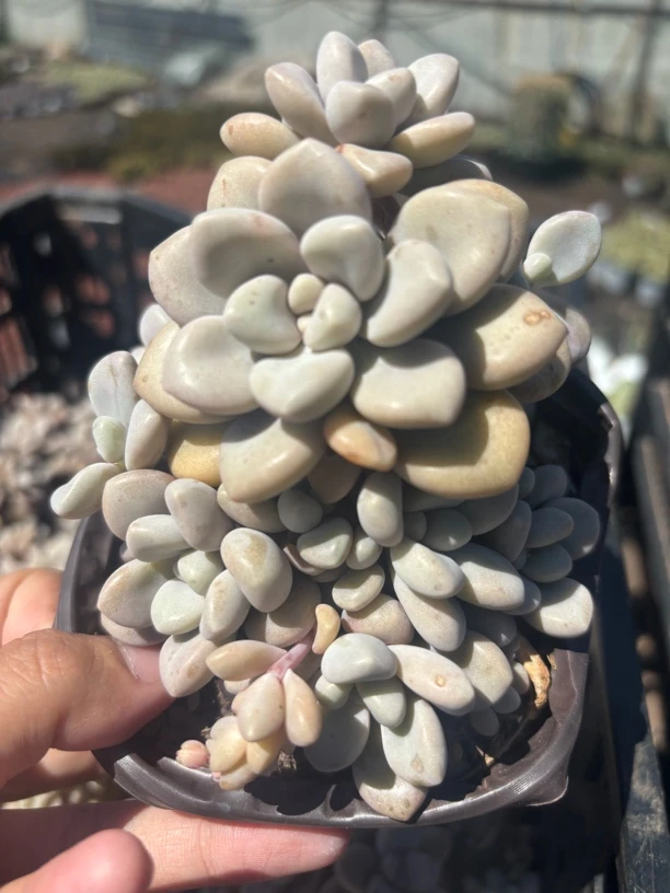 艾伦 多肉植物 新手好养（满9.9包邮）