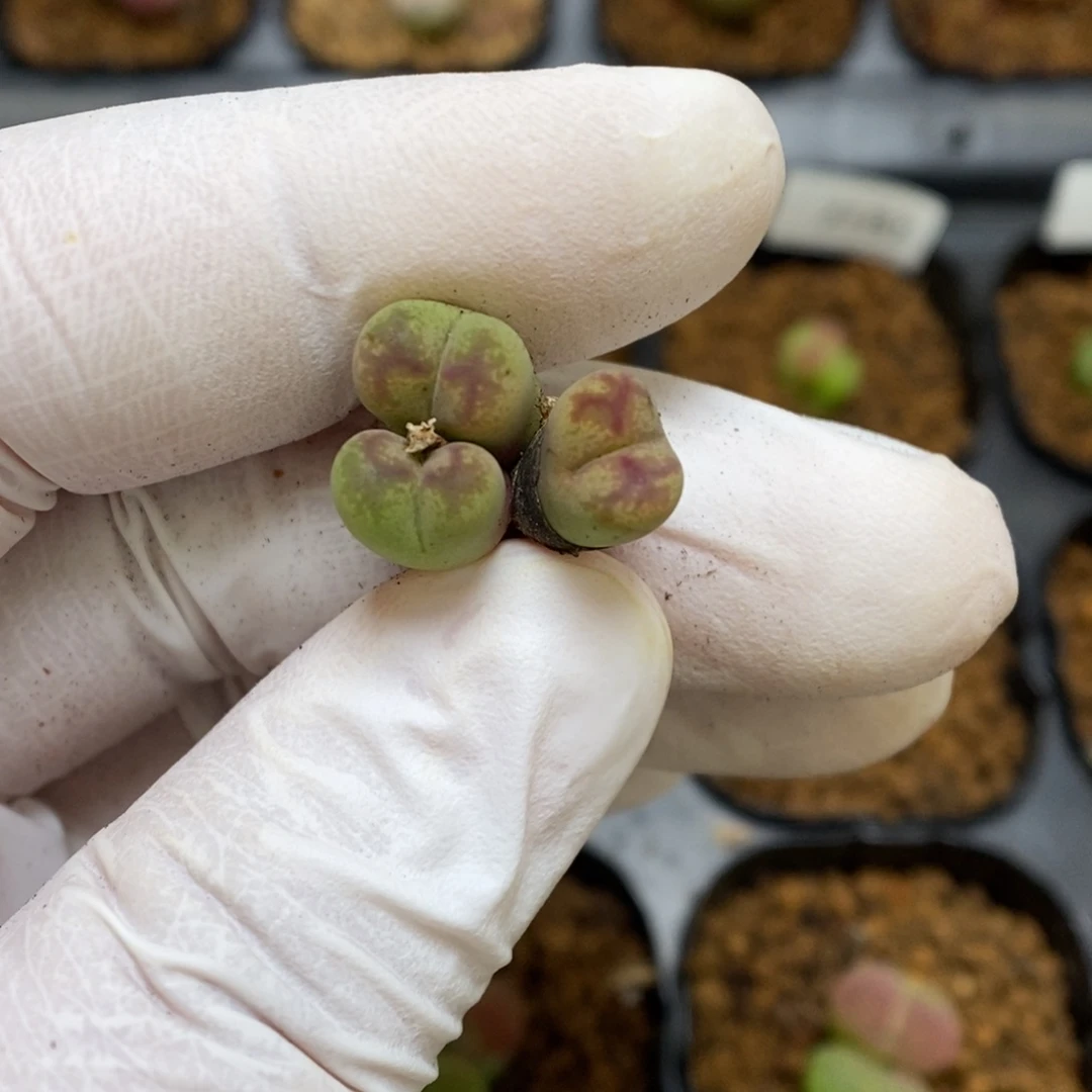 多肉植物肉锥杂交K-2076