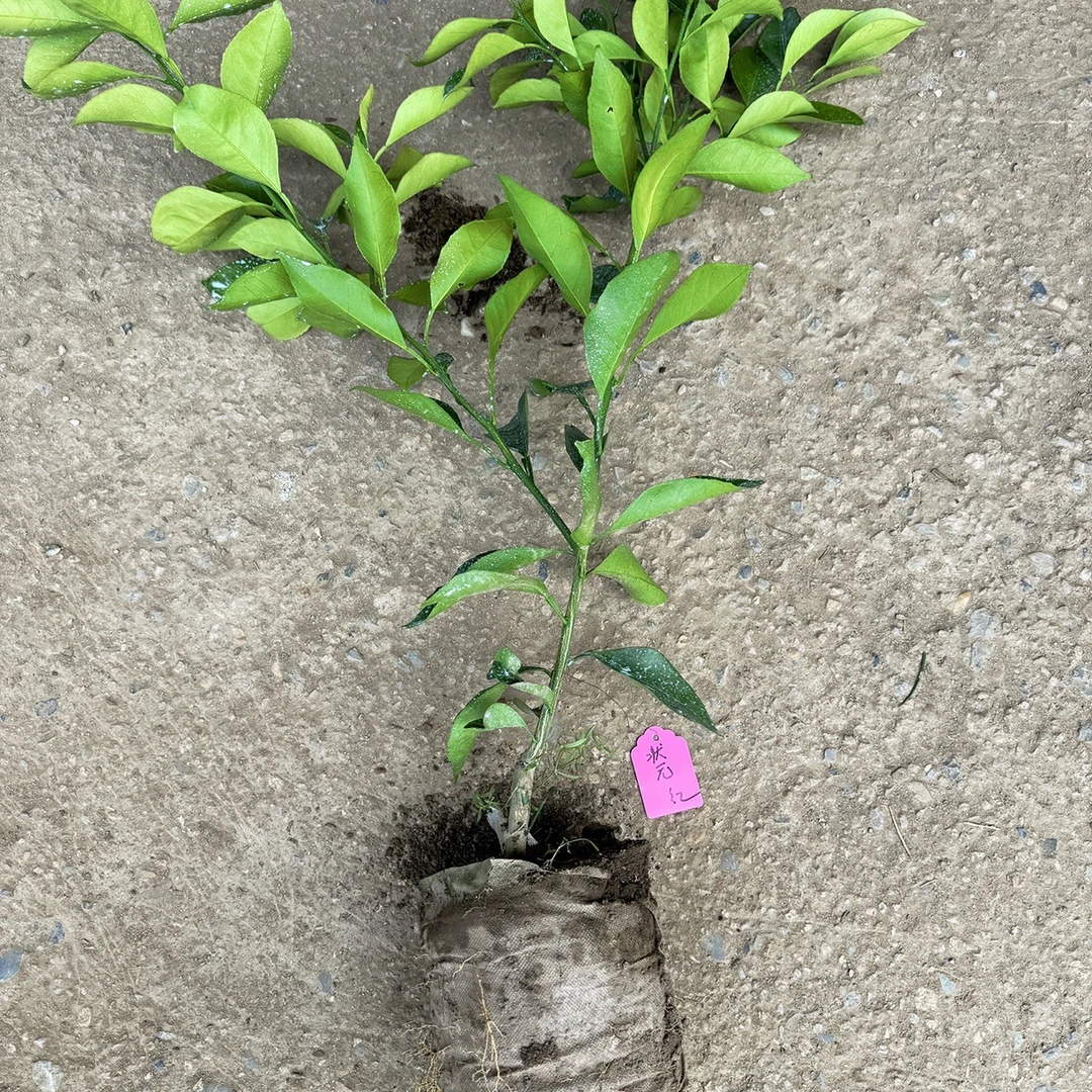 新品种状元红一年杯苗原土发货50厘米左右高糖度16到18草本种苗