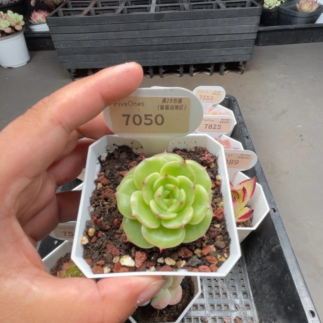 7050圆星 5.0厘米