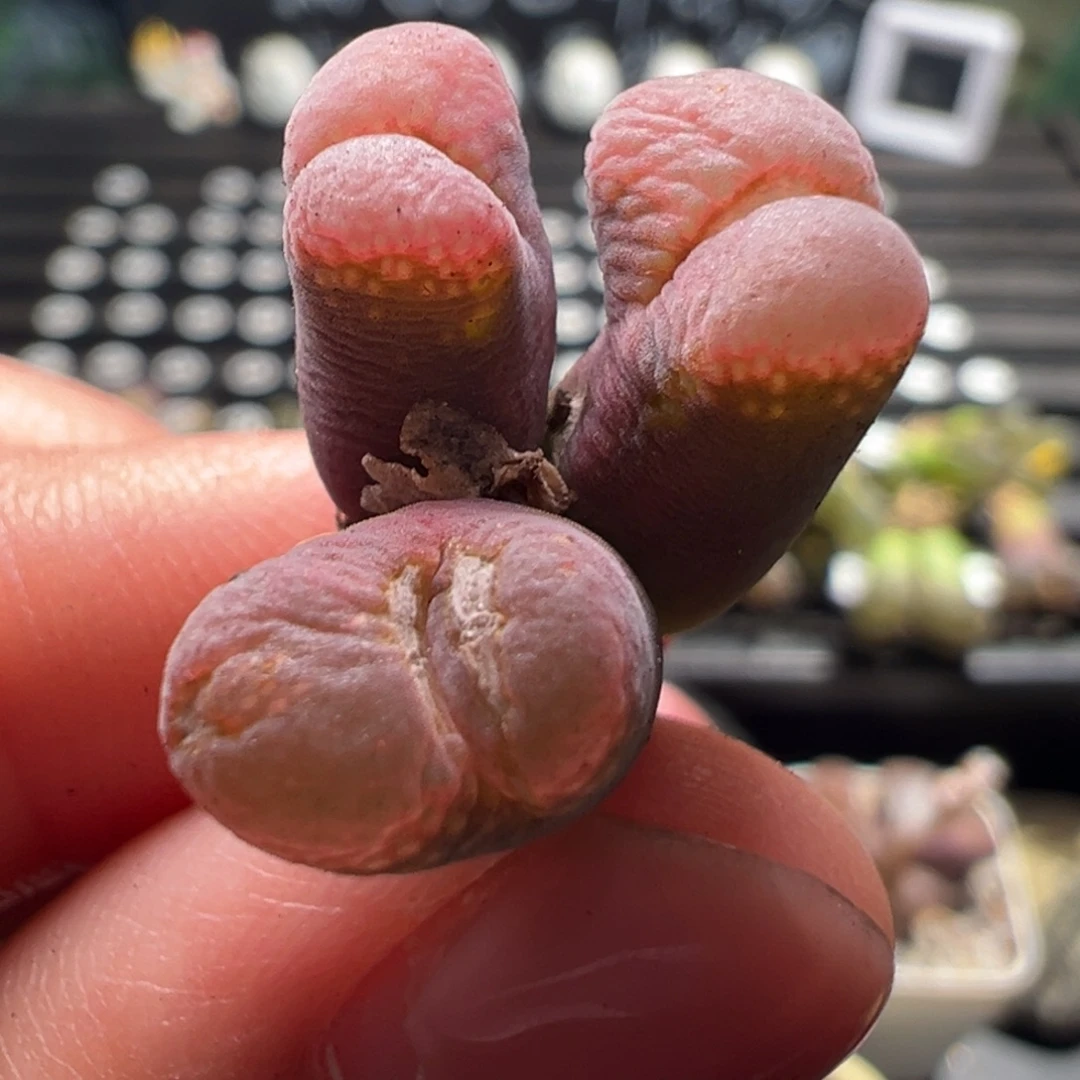 33号有伤特  单头0.9+