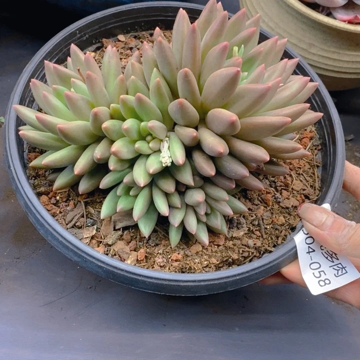 夏悦多肉 0304-58红蜻蜓