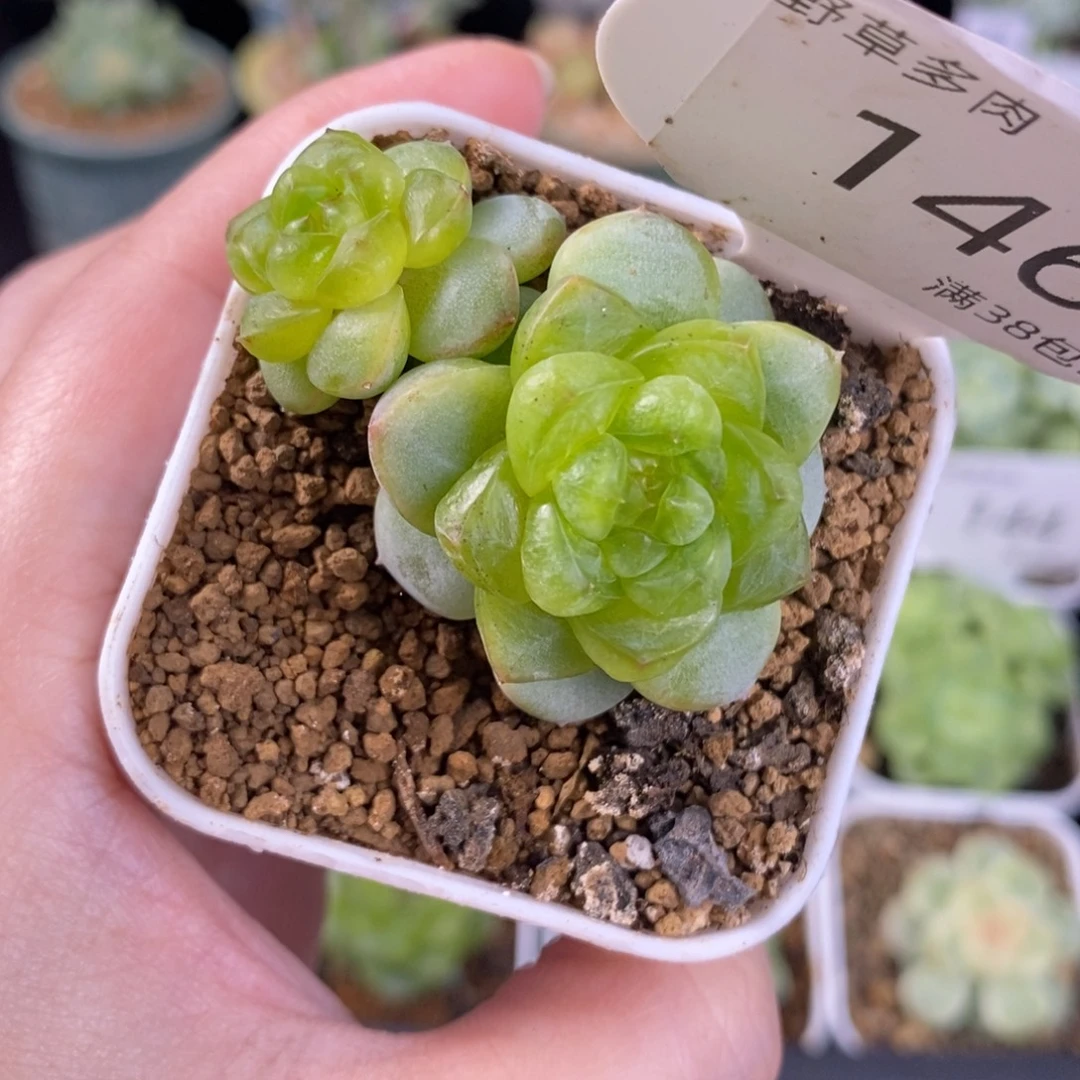 绿透甜心双头146号