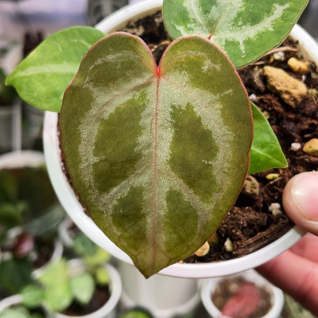 完全开放伊芙杂红