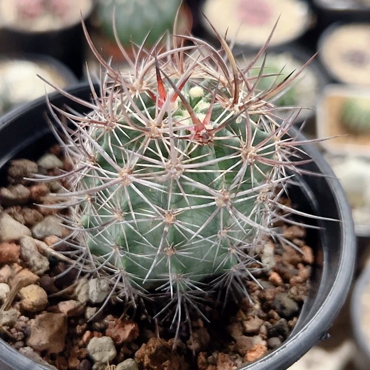 林氏幻虾实生仙人球