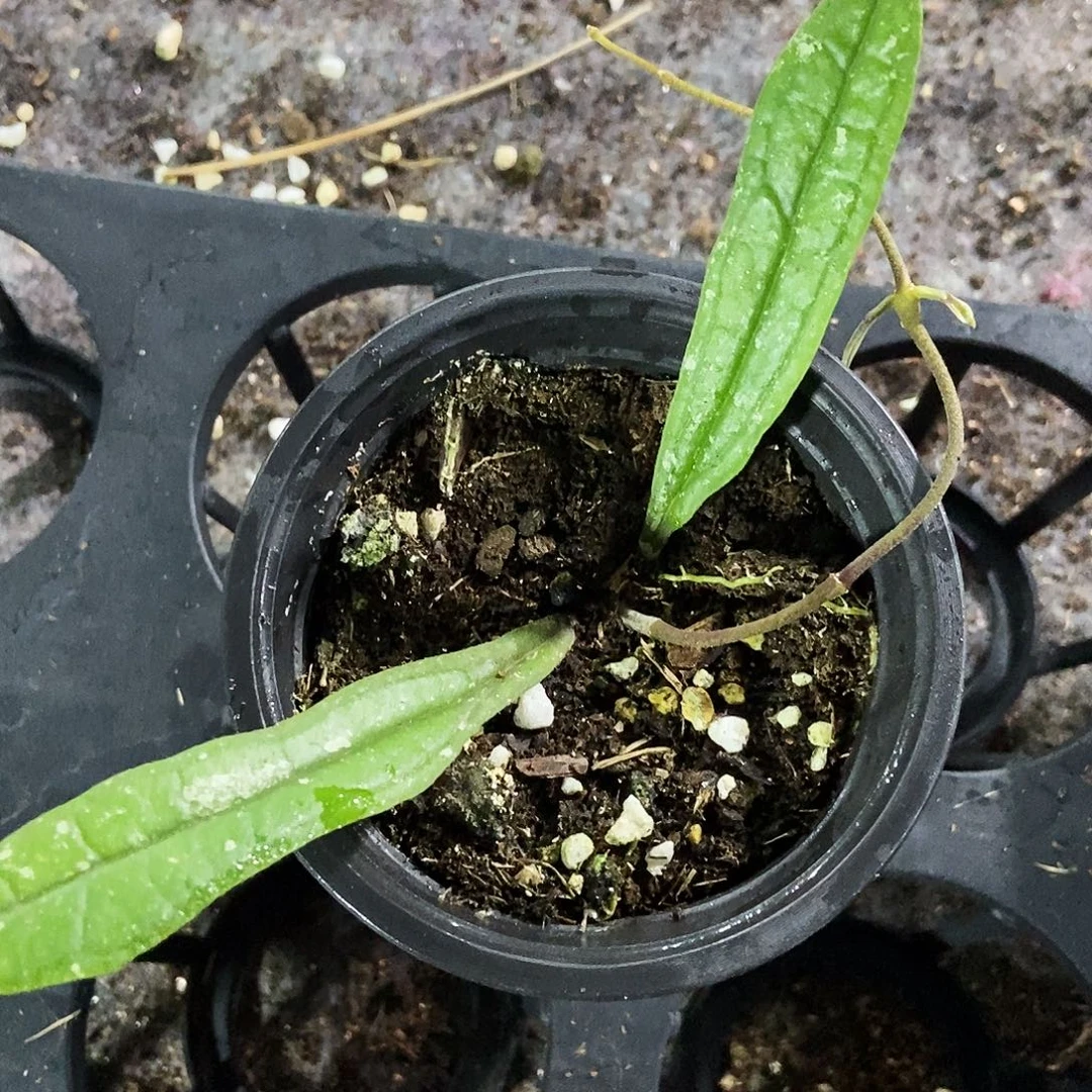 完全开放疆叶球兰一物一拍
