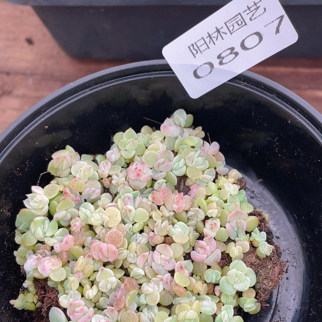 多肉植物多肉植物807