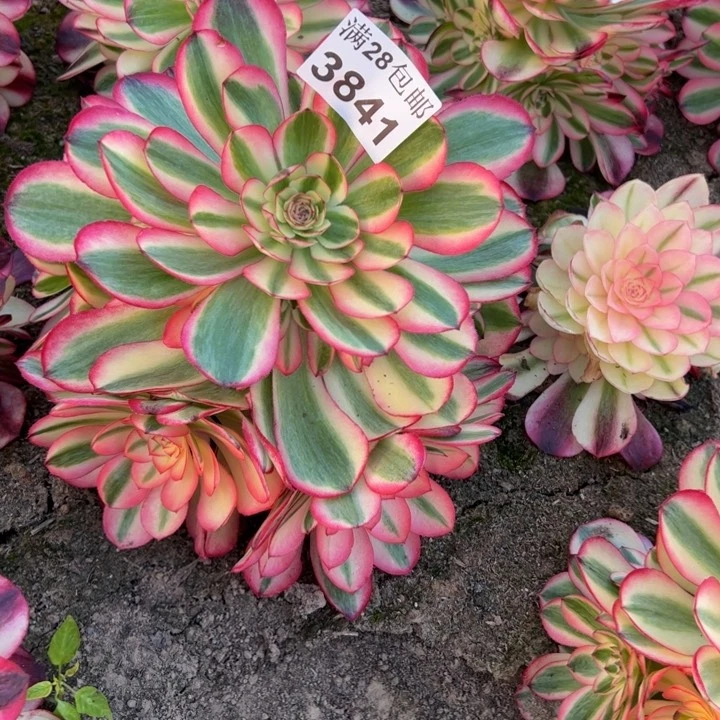 3841南荔枝多肉植物