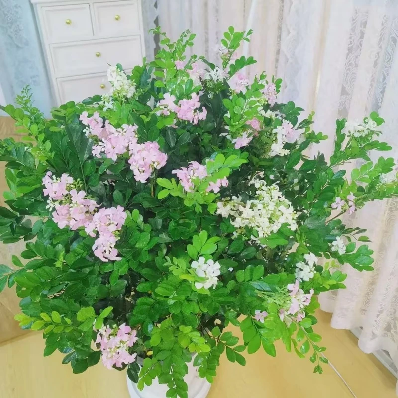 50 - 60cm九里香老桩盆栽四季常青可驱蚊净化空气好养活