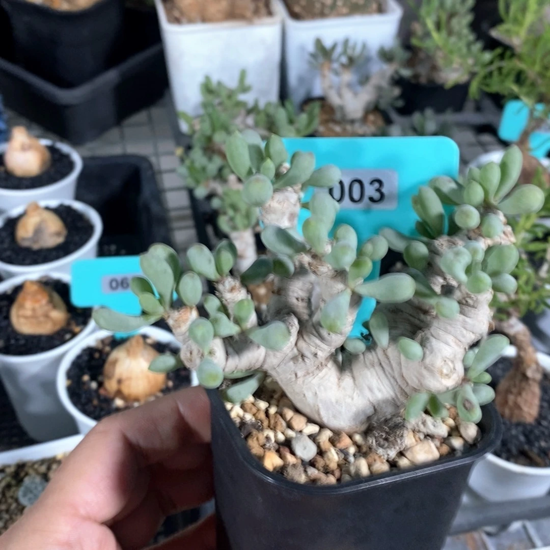 产地卡拉菲厚炖菊