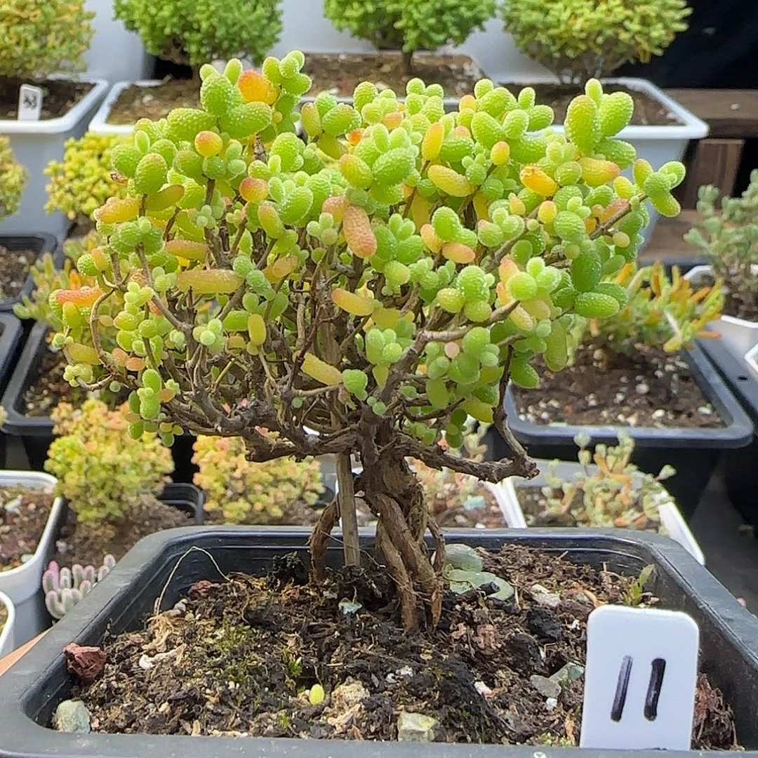 金桔糖球一物一拍