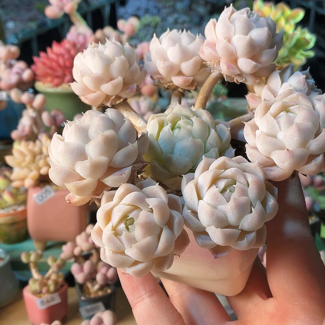 多*控多肉植物的生长发育与