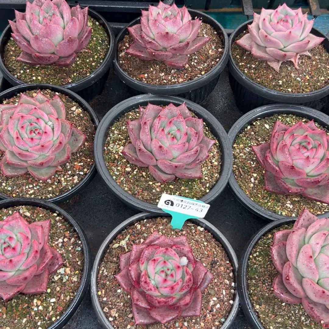 多肉一物一拍0127-43皮蛋一颗