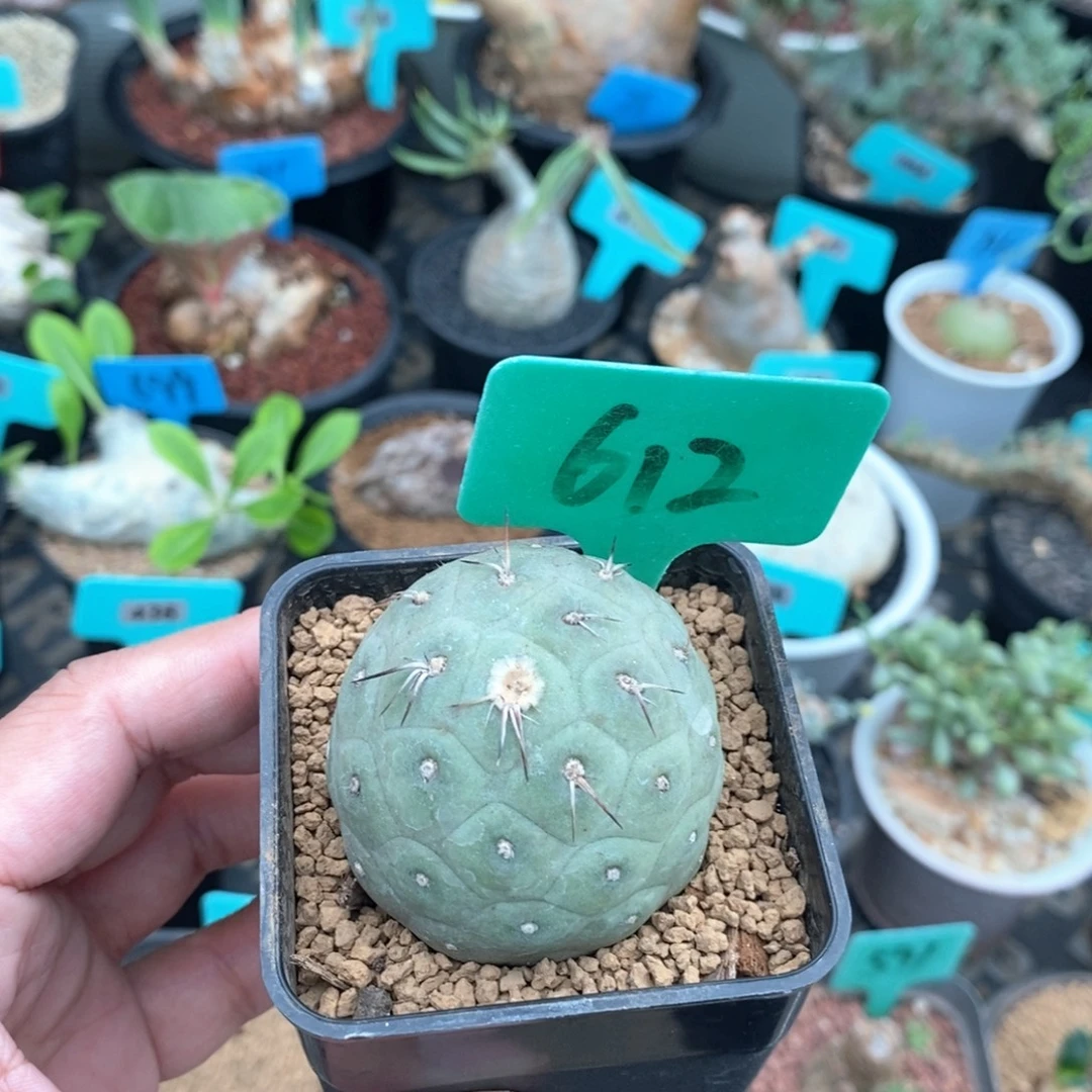 习智也多肉植物一个