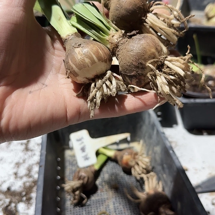 玫瑰之星朱顶红一棵3.5