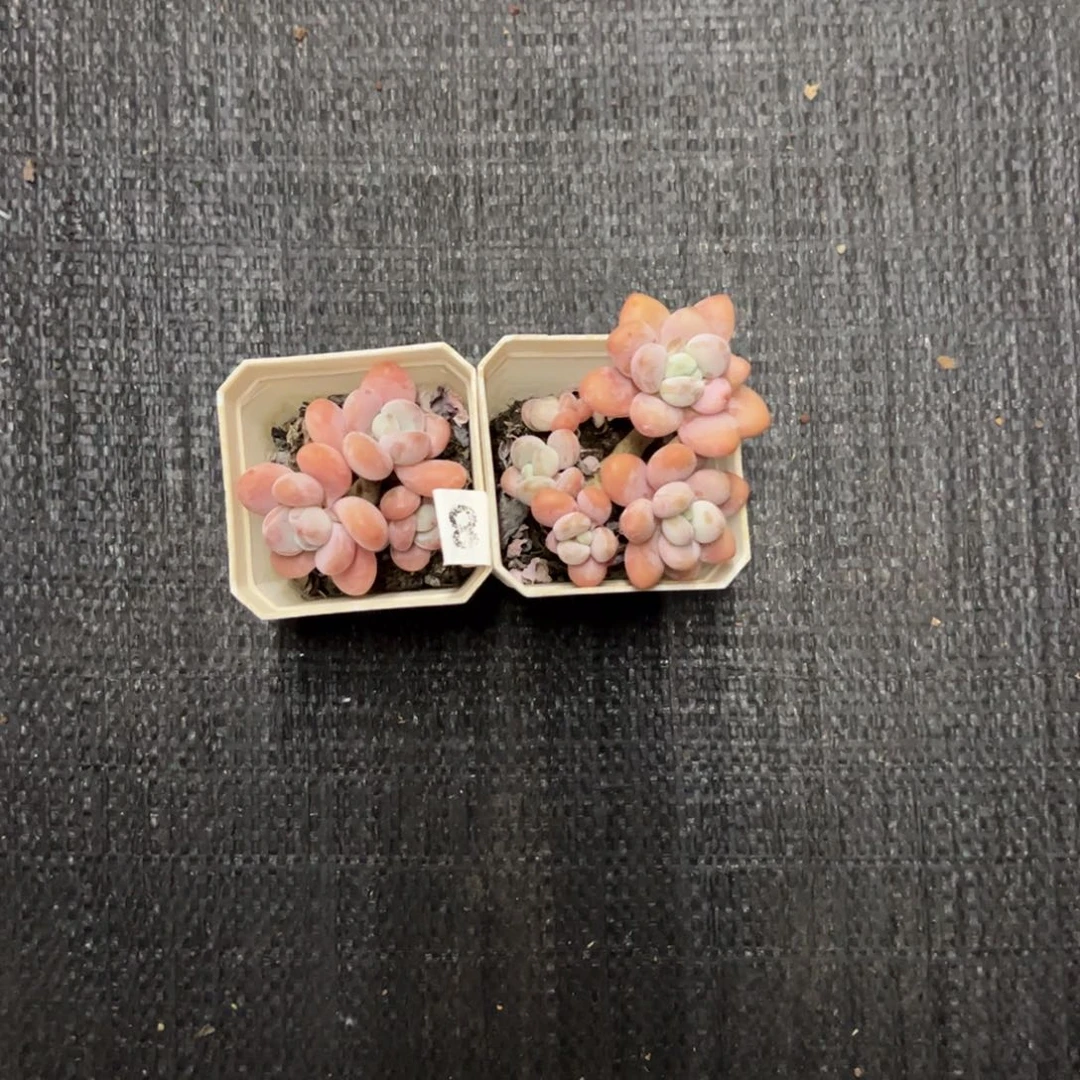 小盆洛神特别小带盆土两盆