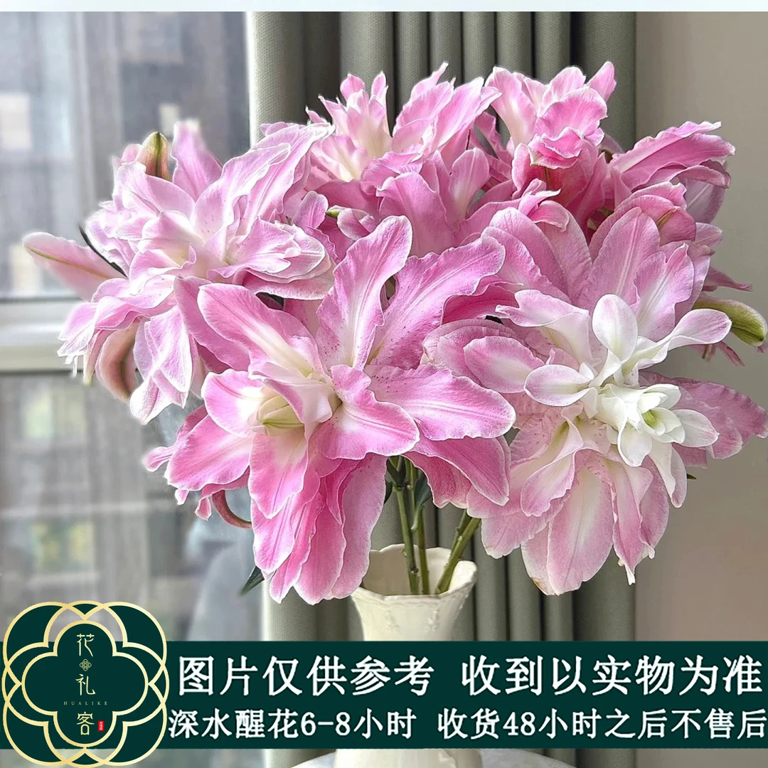 七叶花坊#重瓣百合【莲花仙子】鲜花优选 顺丰直发