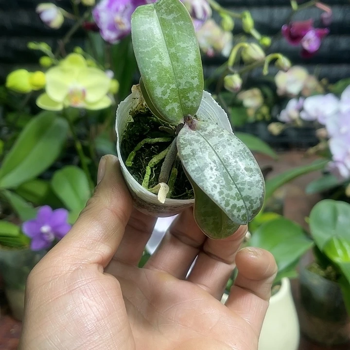 当前无花栽培后可以开花西雷利1.7