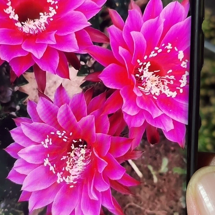 明珠侧芽5公分以上满18包邮