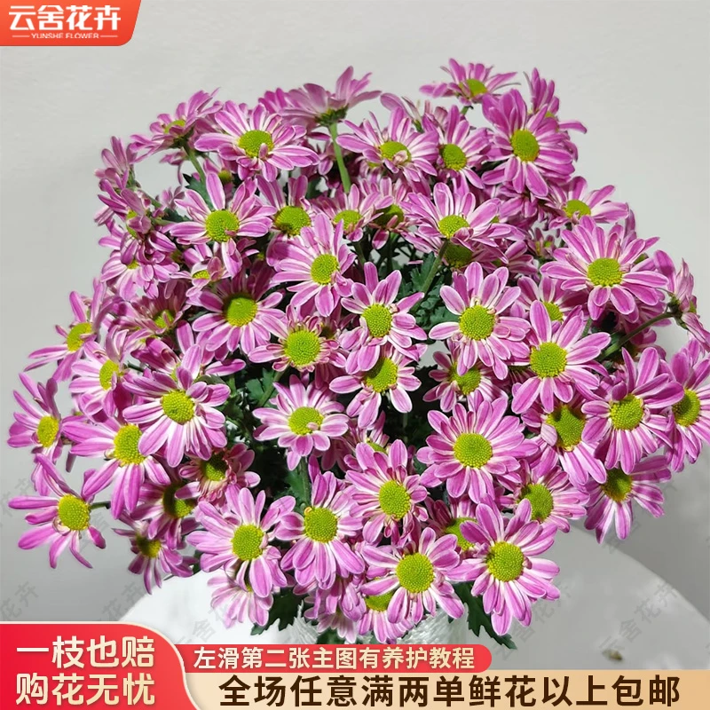 云舍花卉斑纹小菊云南昆明基地直发真花鲜花直播间现场直播卖花