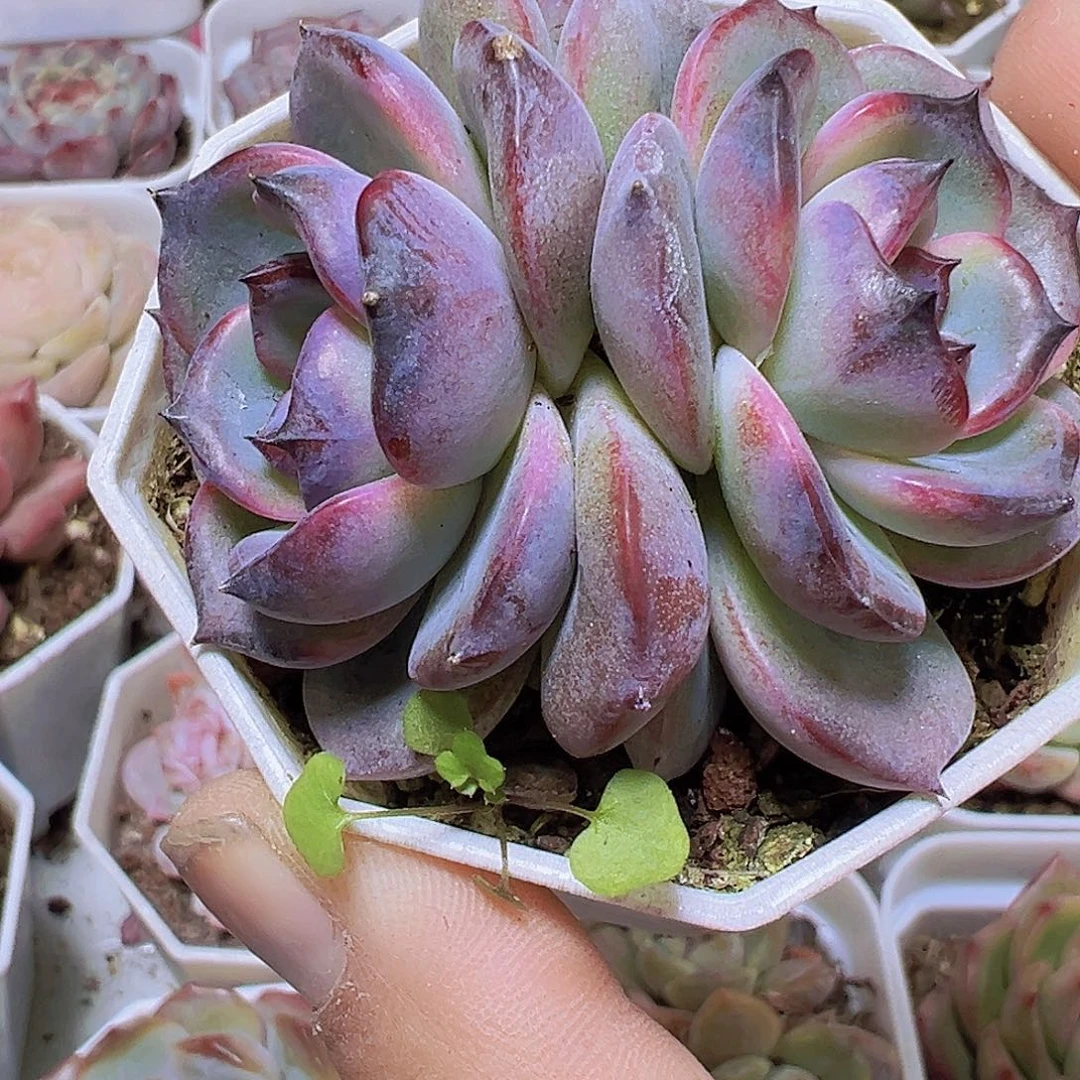 双头大黑橙19包邮