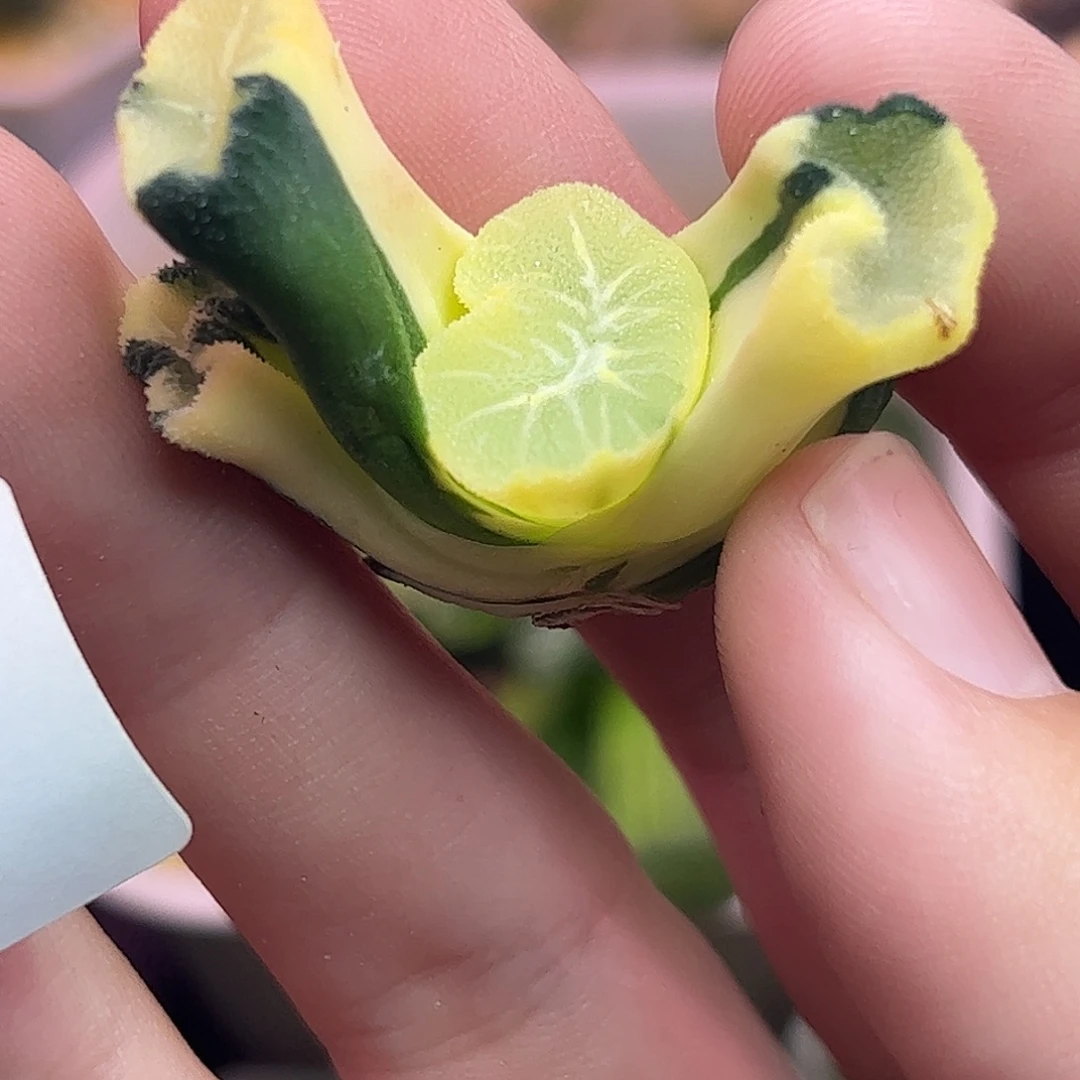 807花玲锦十二卷多肉植物