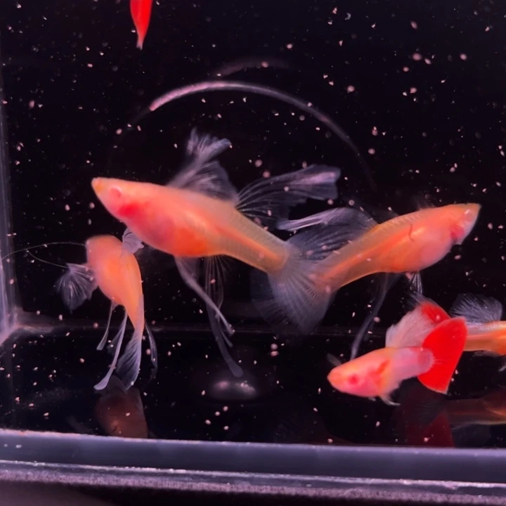 孔雀鱼红礼服白子玻璃大C3对