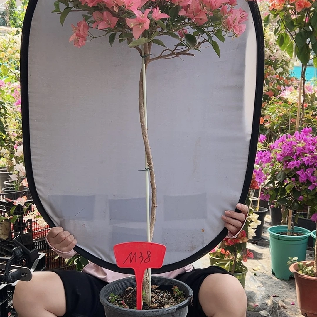 表***妹大部分花苞少量开放M38卡亚塔