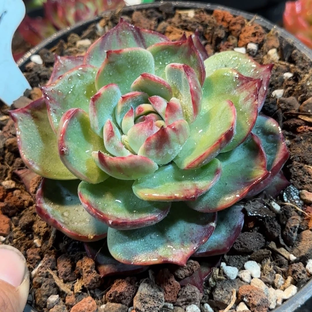 惊鸿一物一拍包装收缩花旱222