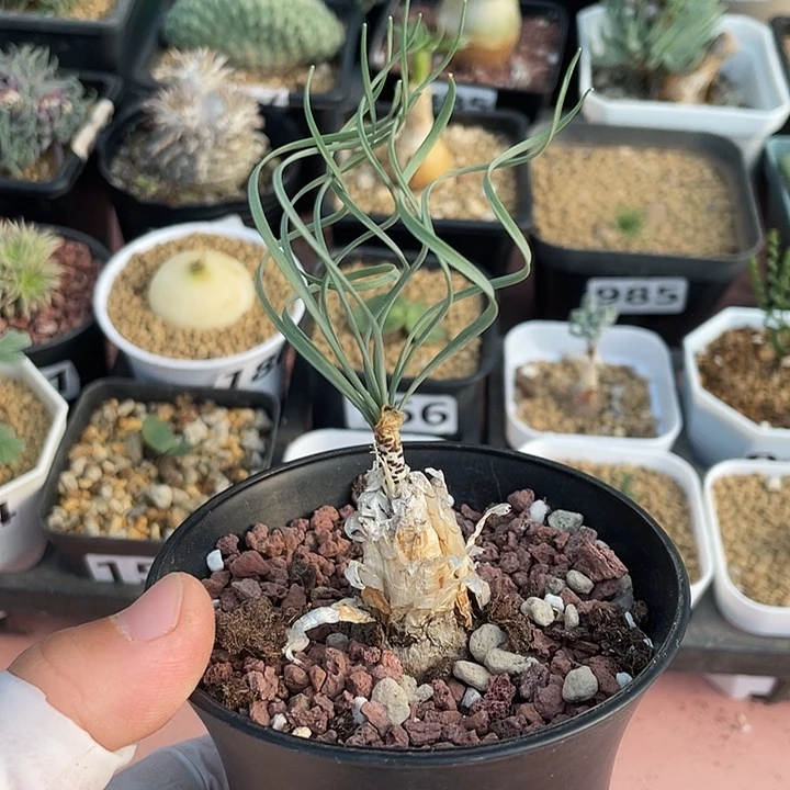 852GB豹纹弹簧草，