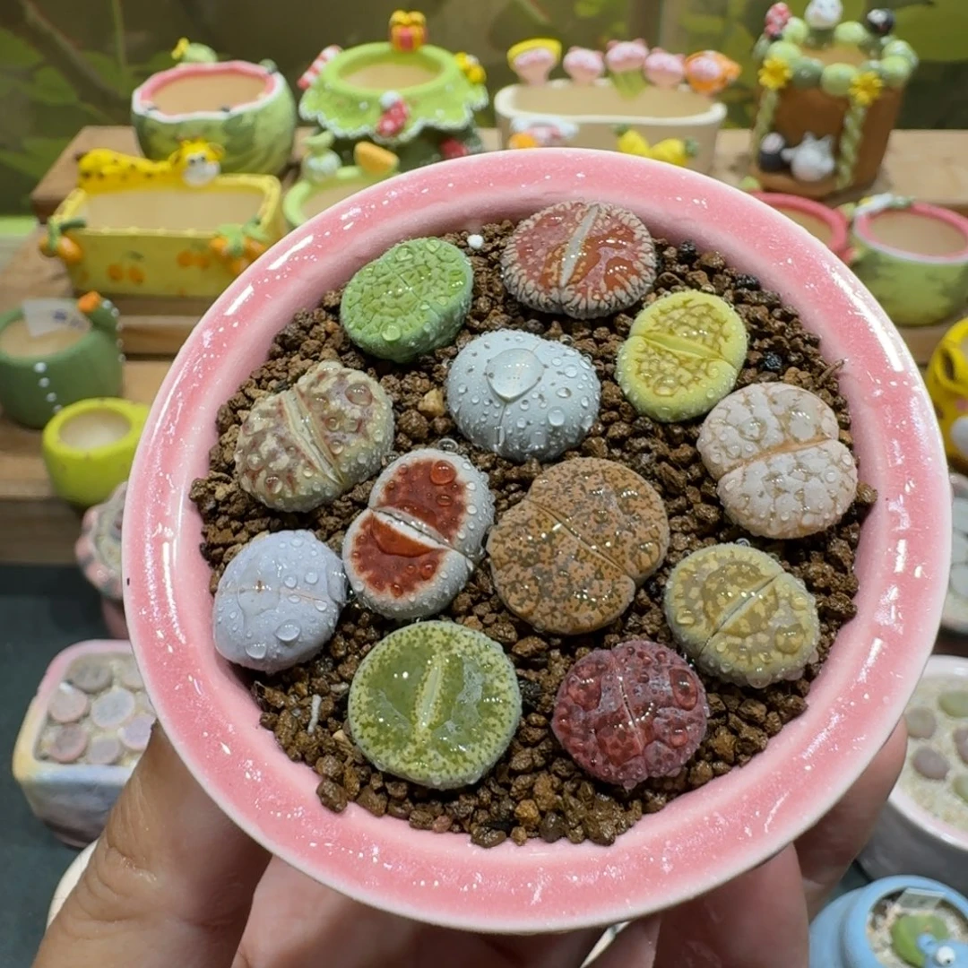 蘑菇1084彩拼多肉植物