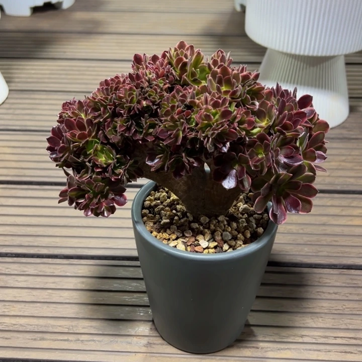 欧佳丽缀化（带盆发货）